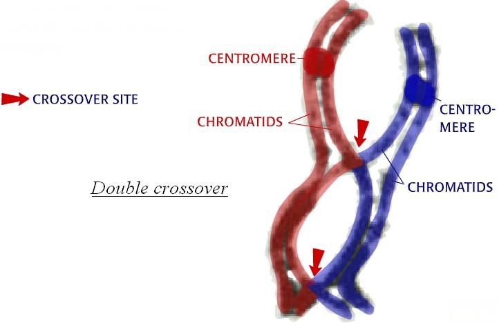 Överkorsning i två eukaryota delningskromosomer (förtydligat). 