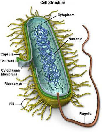 bacteria_cell.jpg